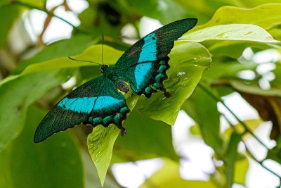 宏观美丽蝴蝶Papilio palinurus