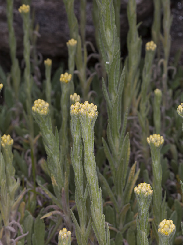 蜡菊(菊科，菊科，土耳其斯坦)