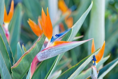 Strelitzia Reginae