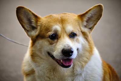 这是一只美丽的彭布罗克威尔士柯基犬的头