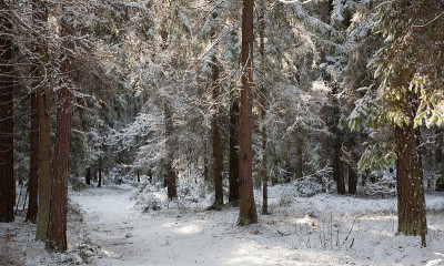 穿越积雪森林的小路
