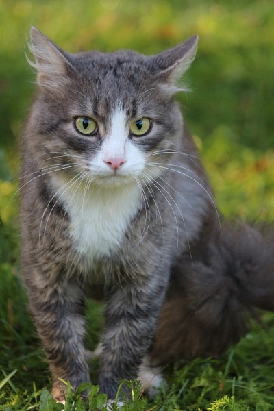 一只猫的肖像与表达凝视黄色的眼睛在绿色的草。