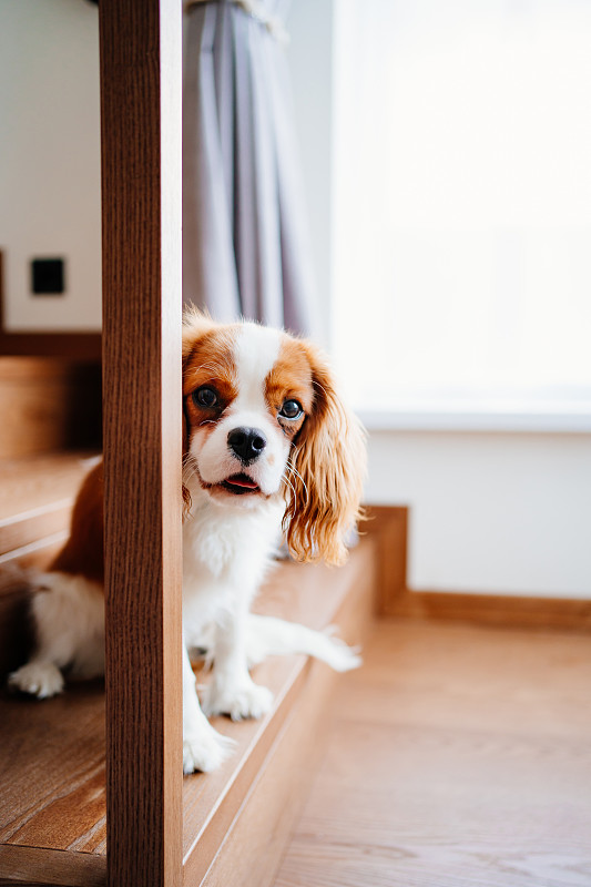 查理士国王猎犬——楼梯台阶上的一种陪伴犬