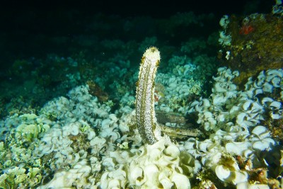 Famous wreck ship Fujikawa maru in Truk lagoon