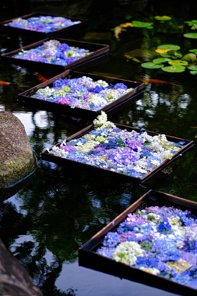绣球花漂浮在池塘里