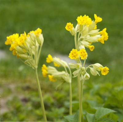 樱草属植物真实;officinalis