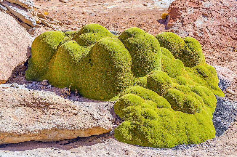 Azorella compacta (Yareta)在玻利维亚安提普兰