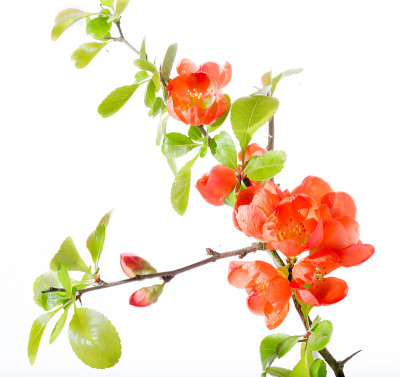 枝上有红色的日本榅桲花