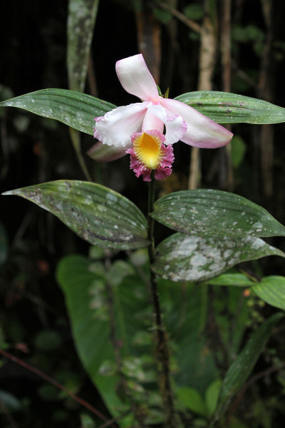 Sobralia ecuadorana, Pichincha，厄瓜多尔