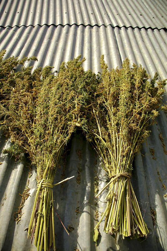 植物的canabis