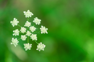 蓍属原花
