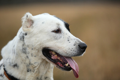 户外中亚牧羊犬肖像
