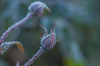 玫瑰罗萨里奥植物园，芬兰坦佩雷