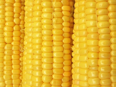 Corn11