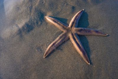 潮汐池中的海星