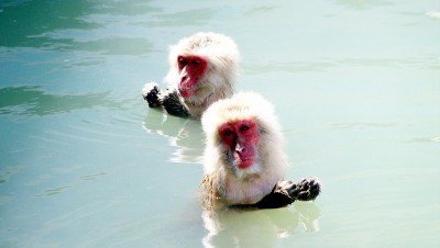 日本猴子在温泉洗澡