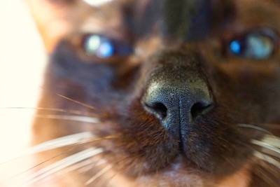 漂亮的棕色小猫肖像