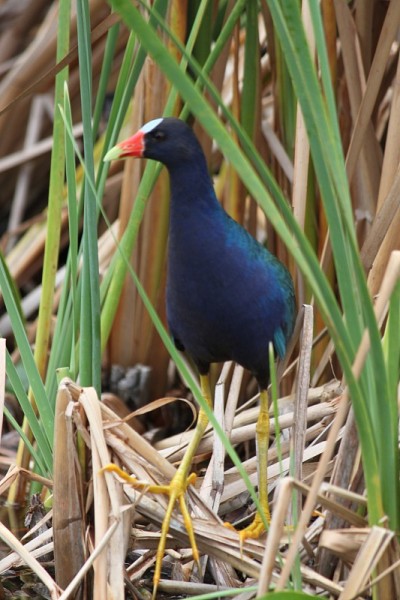 紫色Gallinule