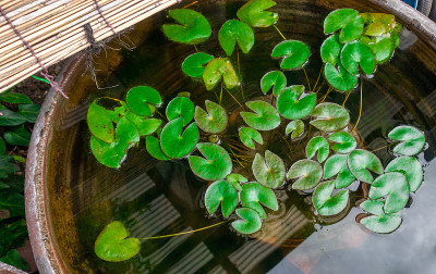 这张照片是一所日本房子花园中漂浮的草