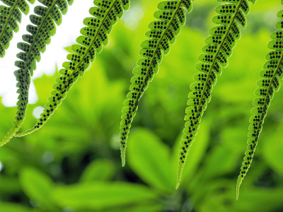 蕨类植物