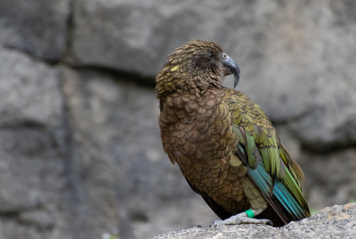 kea
