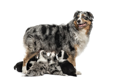 纯种妈妈和她的杂交幼犬隔离在白色