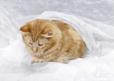 缅因猫和白色面料