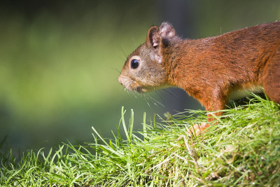 欧亚红松鼠(Sciurus vulgaris)