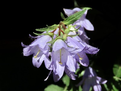 荨麻叶风铃花(风铃草)从阴影中出现