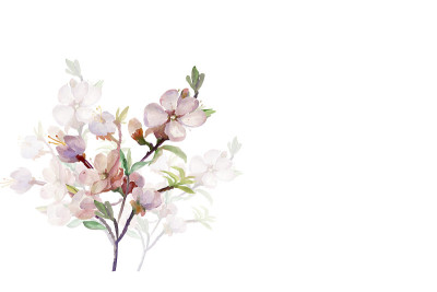 花杏分支