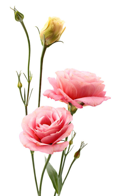 Eustoma花