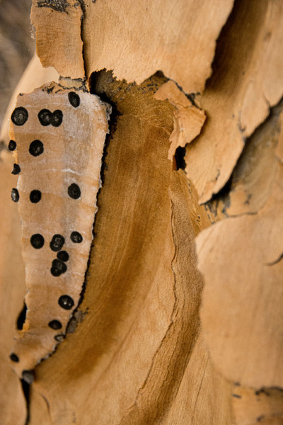 Treebark