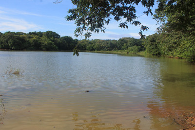 Jacaré