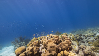 在库拉索岛周围的加勒比海珊瑚礁海景珊瑚和海绵