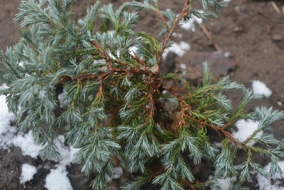很不寻常的户外花，柏树林荫大道在冬天后以融雪灿烂。