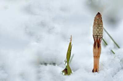 马尾和雪