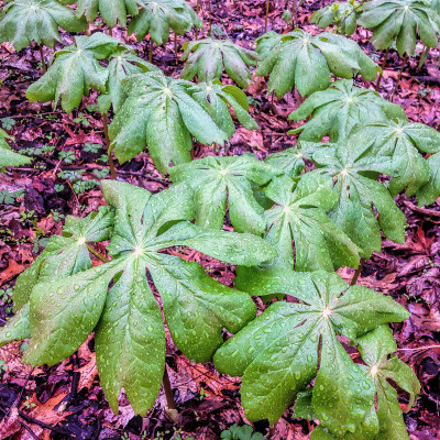 Mayapple与雨滴