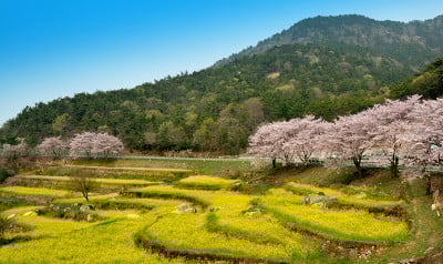韩国的春景