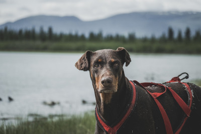 水上之犬