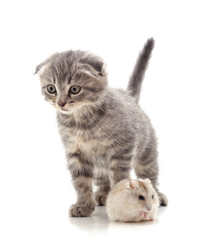 小猫和仓鼠。