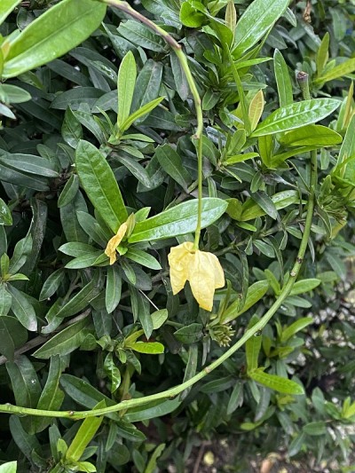 枯黄色的花