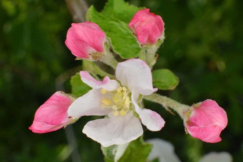 苹果花