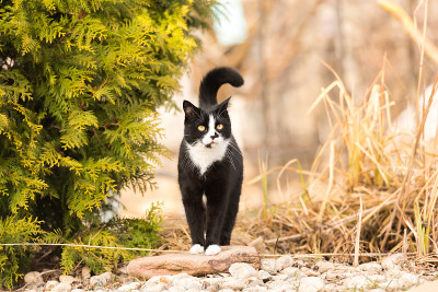 黑色的猫