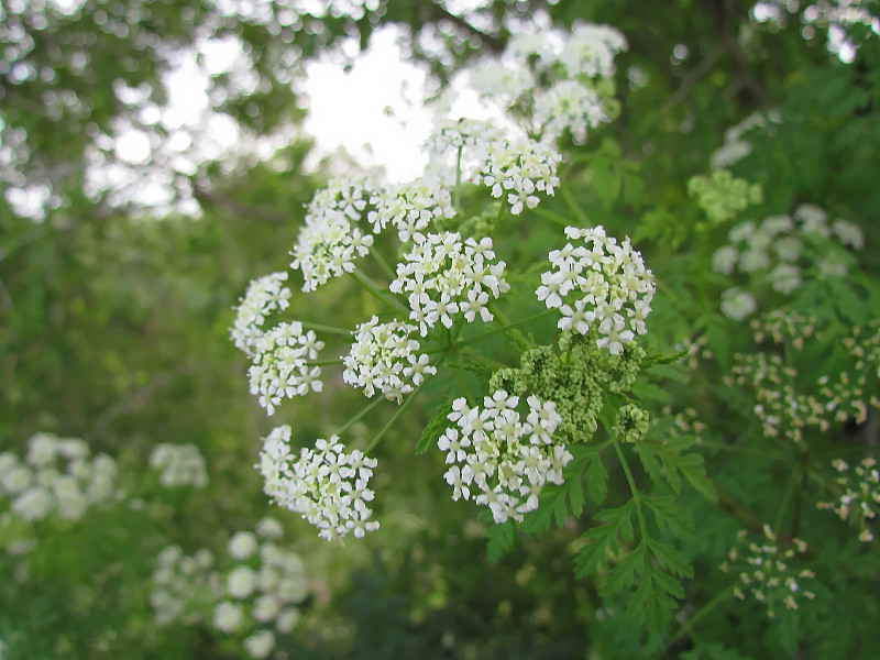 有牛欧芹花的伞形花序。