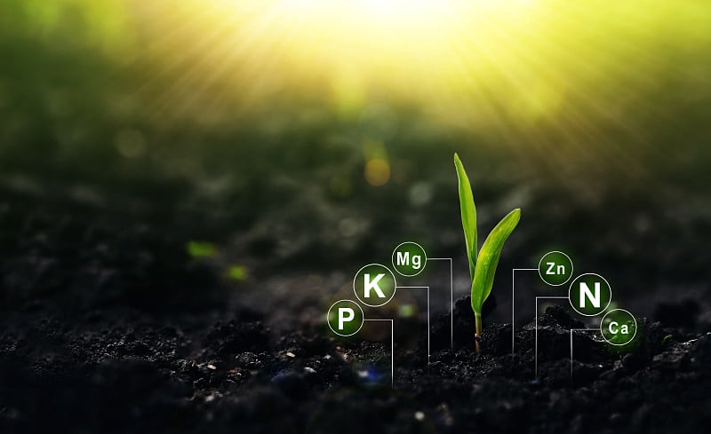 施肥作用及养分在植物生命中的作用。
玉米植物在阳光的背景与数字矿物质营养图标。