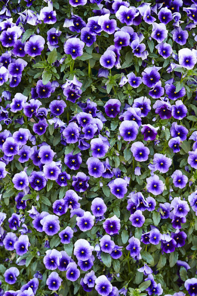 牵牛花