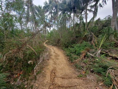 丛林的道路