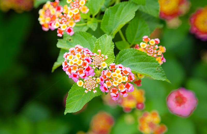 马缨丹五颜六色的花朵