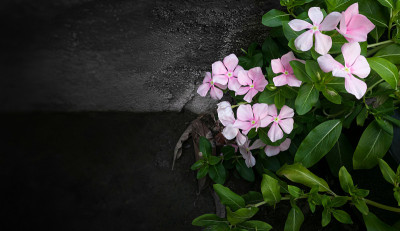 花园中有深色墙壁的西印度长春花