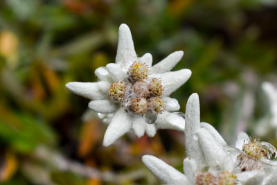 雪绒花(Leontopodium alpinum)，是阿尔卑斯山的象征。